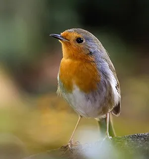 Buitenvogels en tuinvogels: DIY, tips en producten