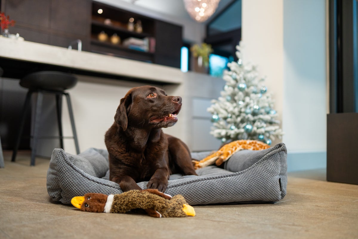 Dierverzorging winter