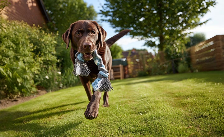 Dierendag bij Van Cranenbroek