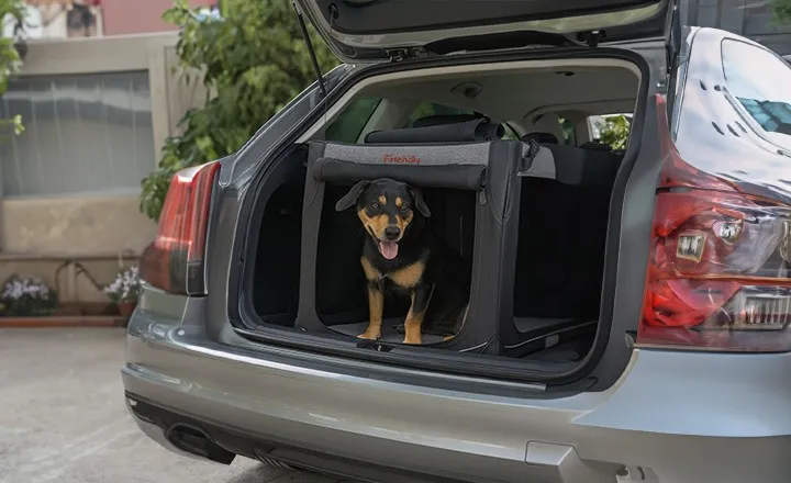 Reizen met honden