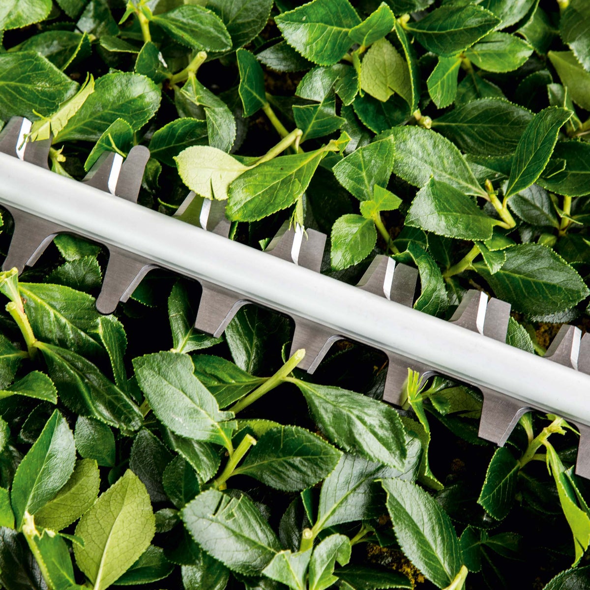 Heggenschaar UnversalHedgeCut 60 V2 bosch Heggenschaar UnversalHedgeCut 60 V2 bosch