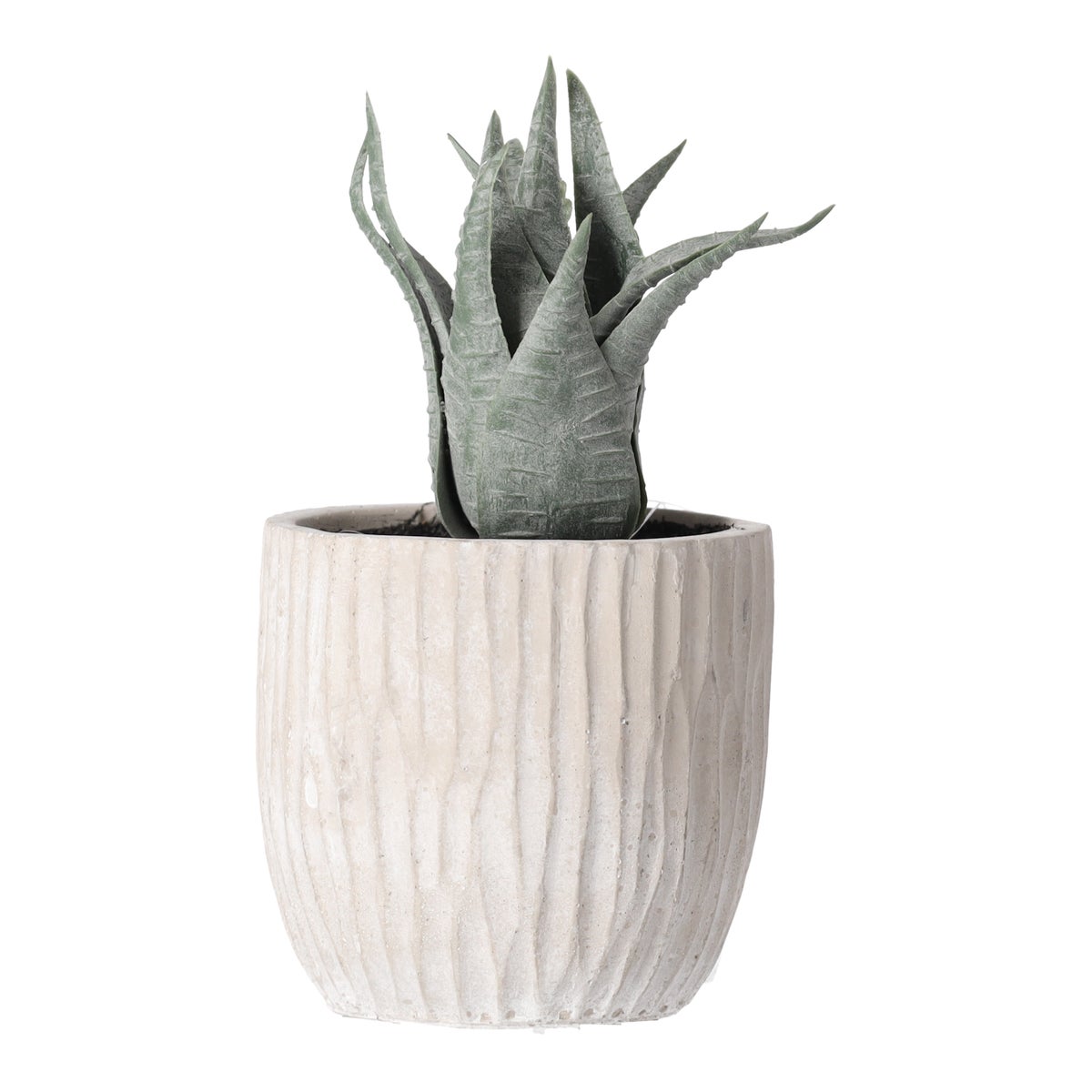 Vetplant decoratie 8 cm diverse uitvoeringen Vetplant decoratie 8 cm diverse uitvoeringen