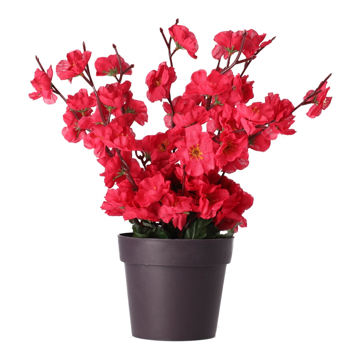 Plant bloesem Plant bloesem