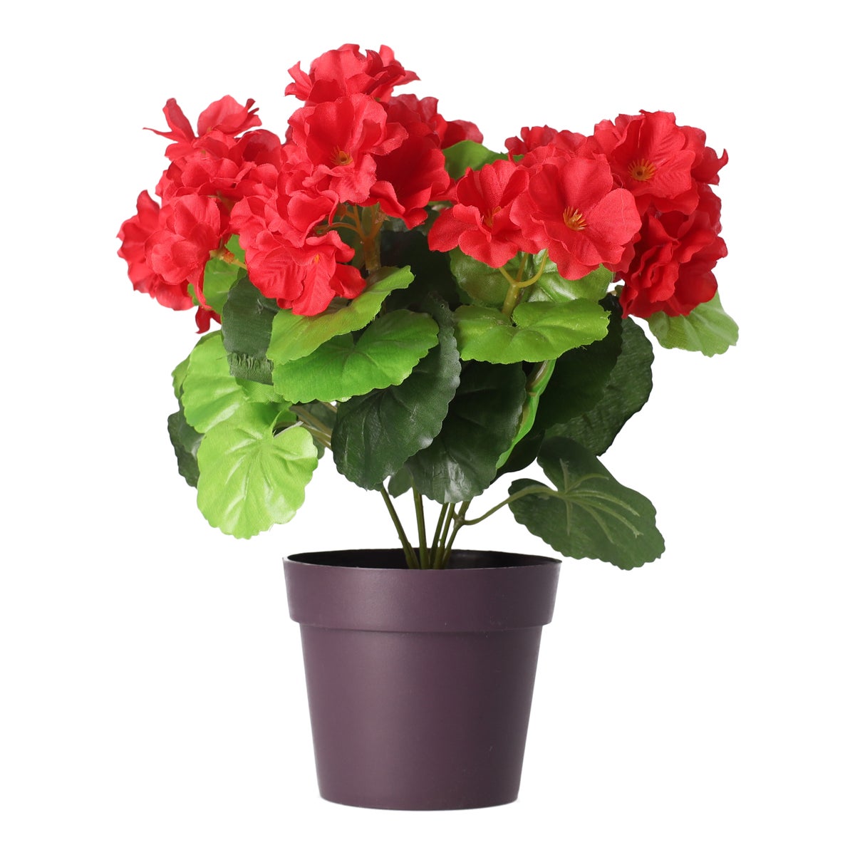 Plant B 4 assorti Plant B 4 assorti