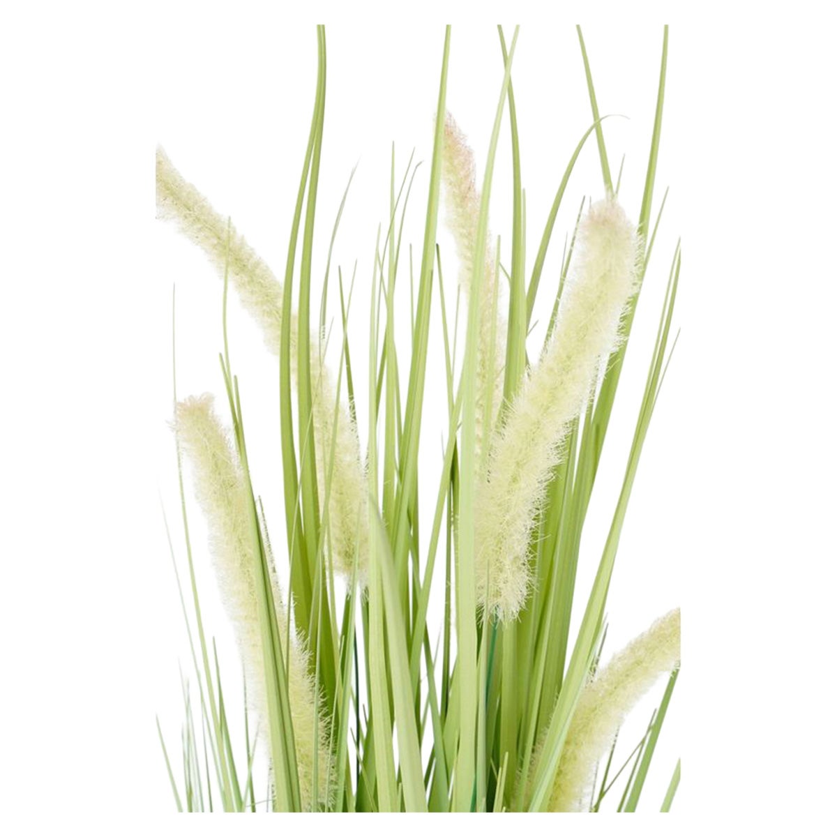 Gras dogtail groen 53 cm Gras dogtail groen 53 cm