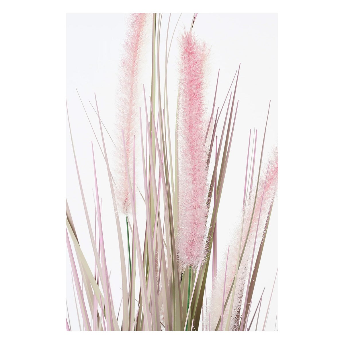 Gras dogtail paars 53 cm Gras dogtail paars 53 cm