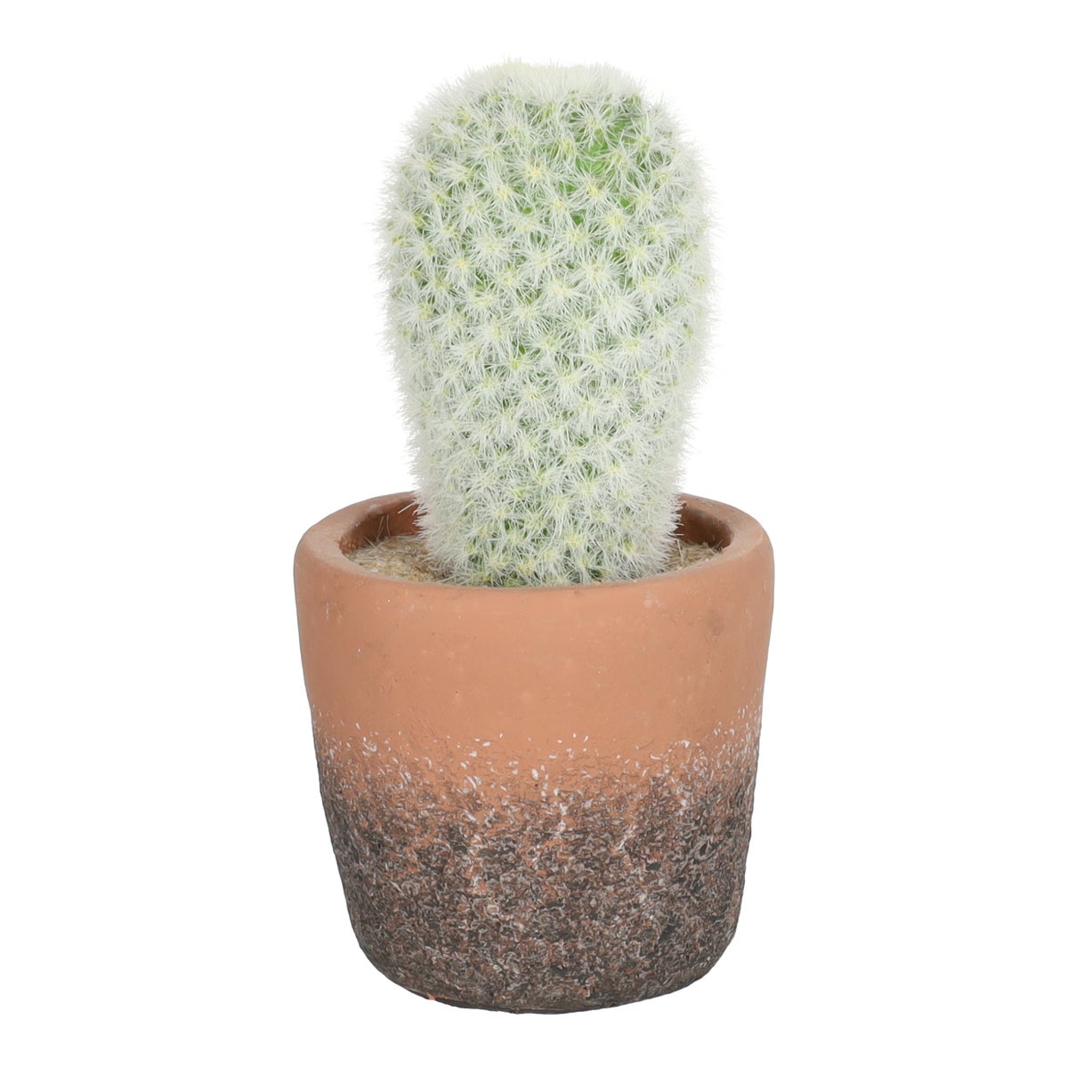 Cactus in pot 15 cm Cactus in pot 15 cm