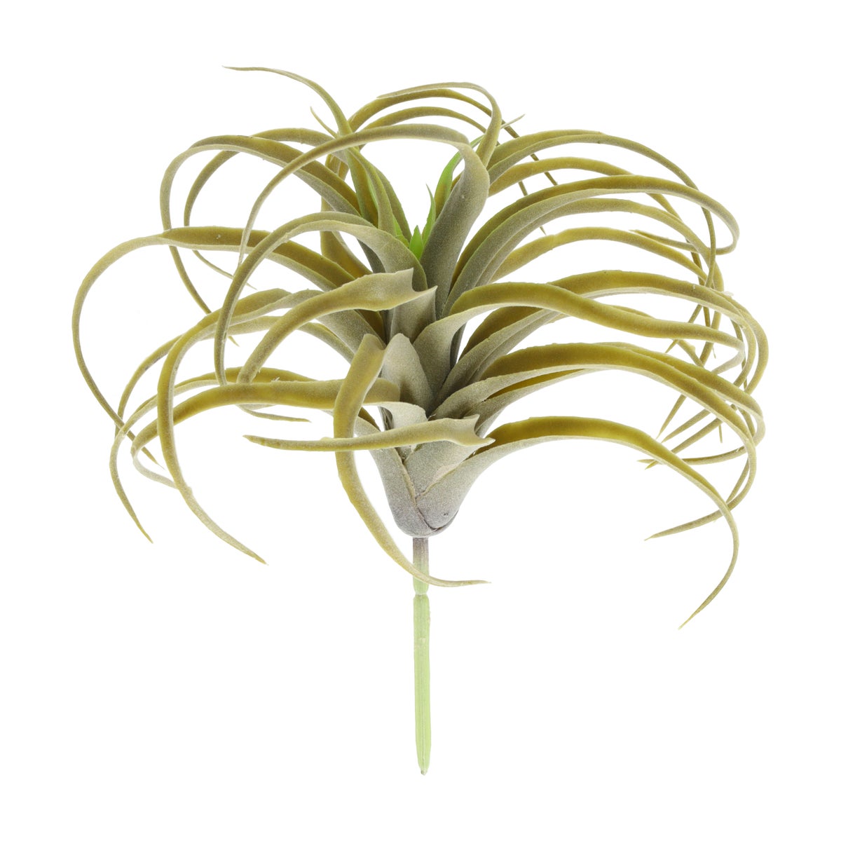 Tillandsia 22 cm Tillandsia 22 cm
