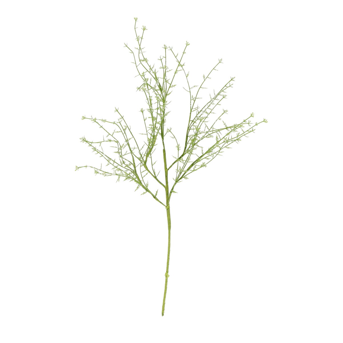 Tak kruid wit Tak kruid wit