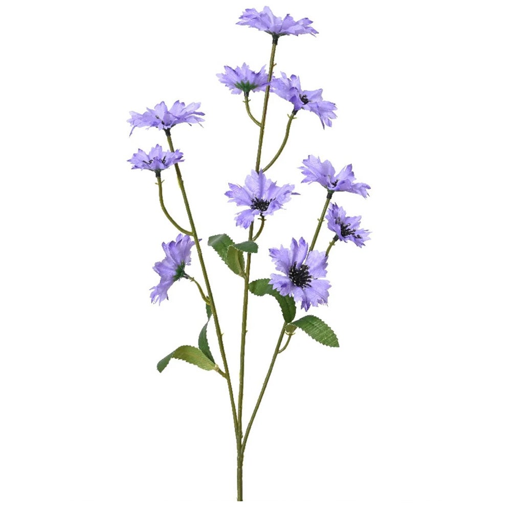 Korenbloem lila 75cm Korenbloem lila 75cm