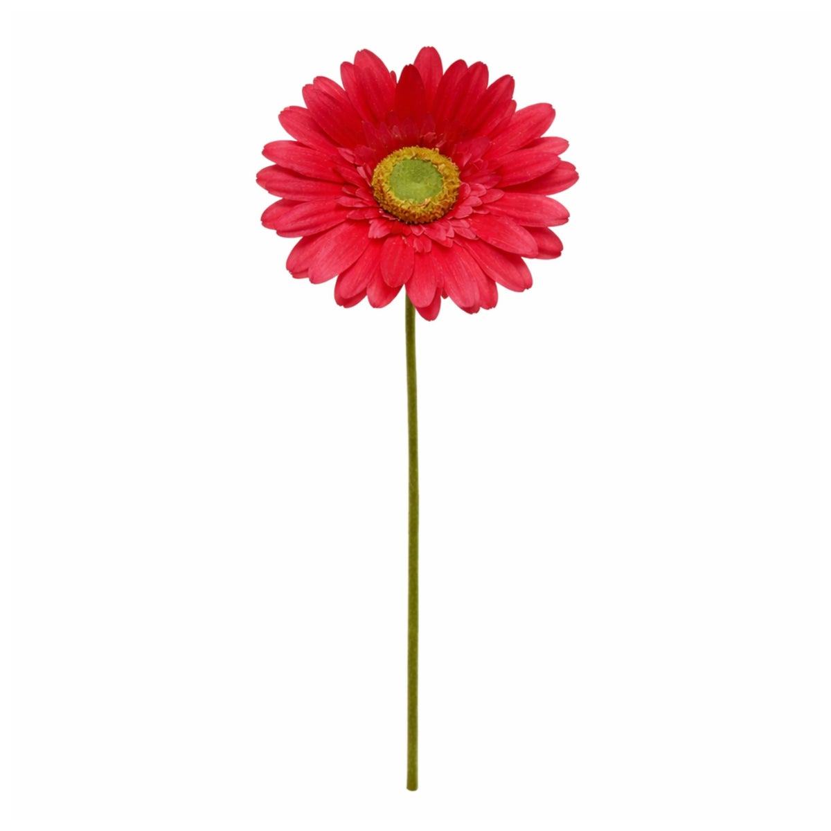Gerbera fuchsia 50 cm Gerbera fuchsia 50 cm