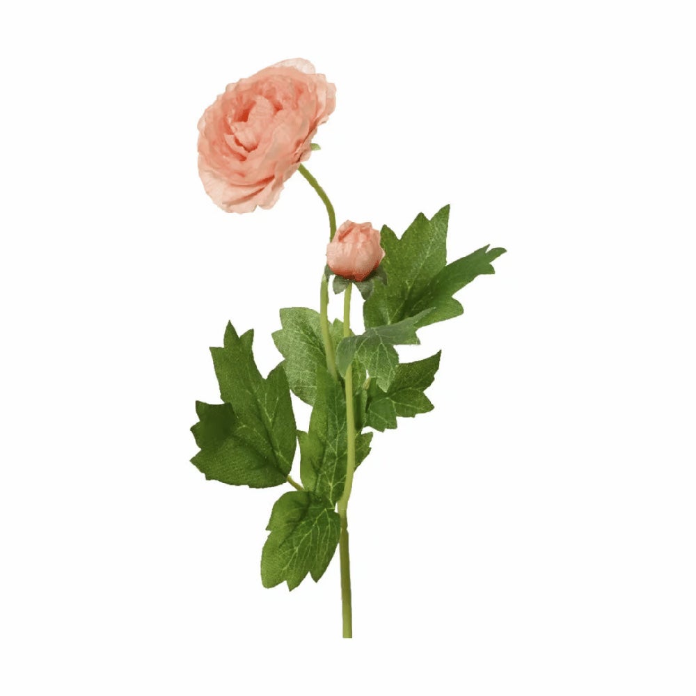Camelia perzik 57cm Camelia perzik 57cm