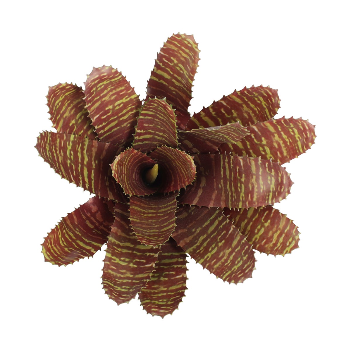 Vetplant met stok 26 cm Vetplant met stok 26 cm