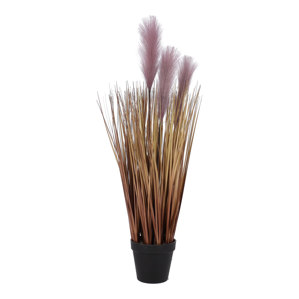 Siergras in pot met pluis 70 cm Siergras in pot met pluis 70 cm