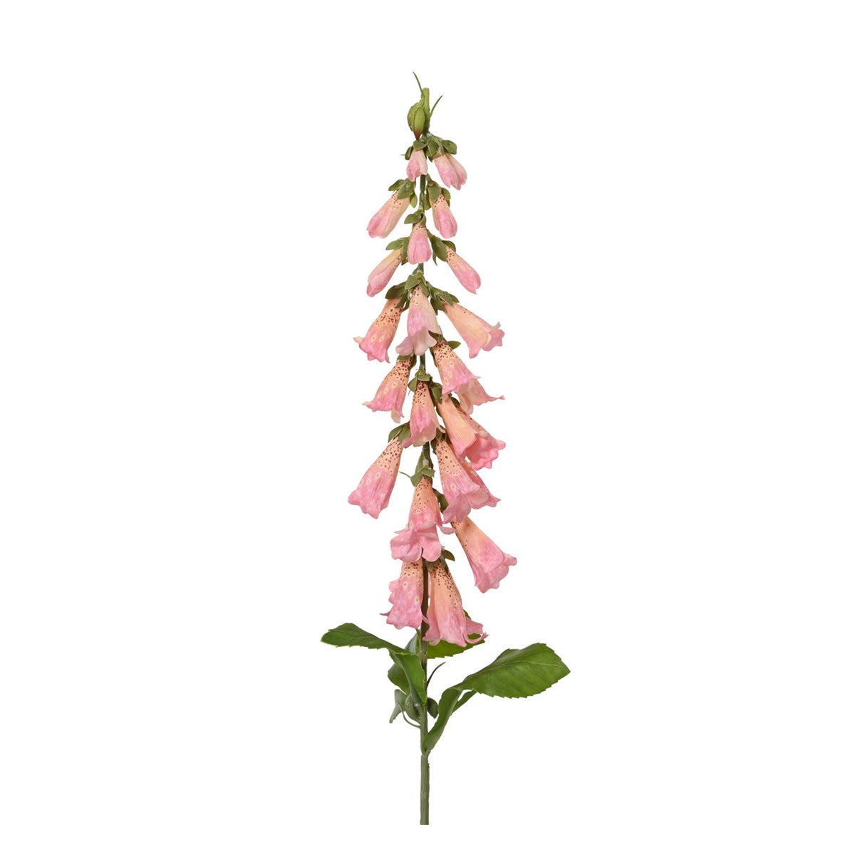 Tak vingerhoedskruid roze 92 cm Tak vingerhoedskruid roze 92 cm