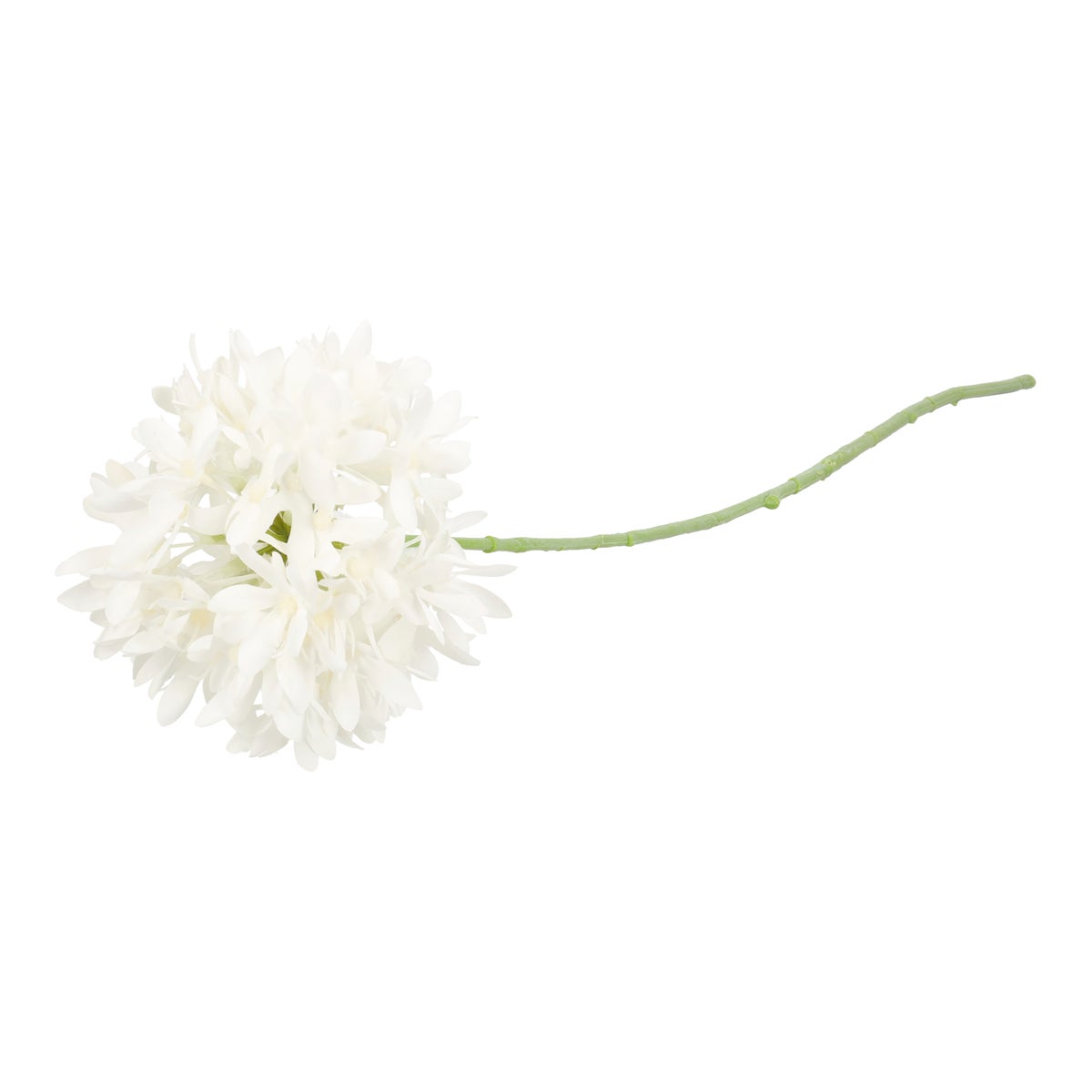 Tak petrea wit 75 cm Tak petrea wit 75 cm
