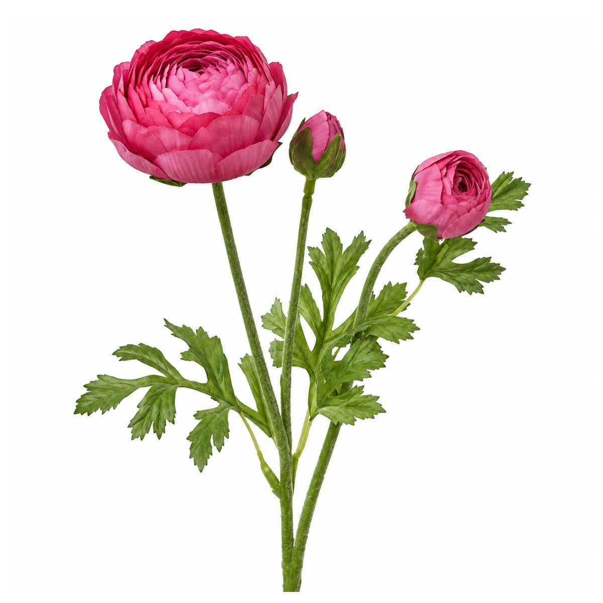 Tak ranonkel roze 51 cm Tak ranonkel roze 51 cm