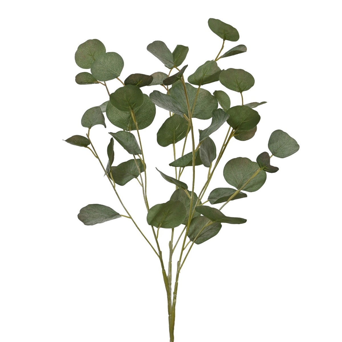 Tak eucalypthus 78 cm Tak eucalypthus 78 cm