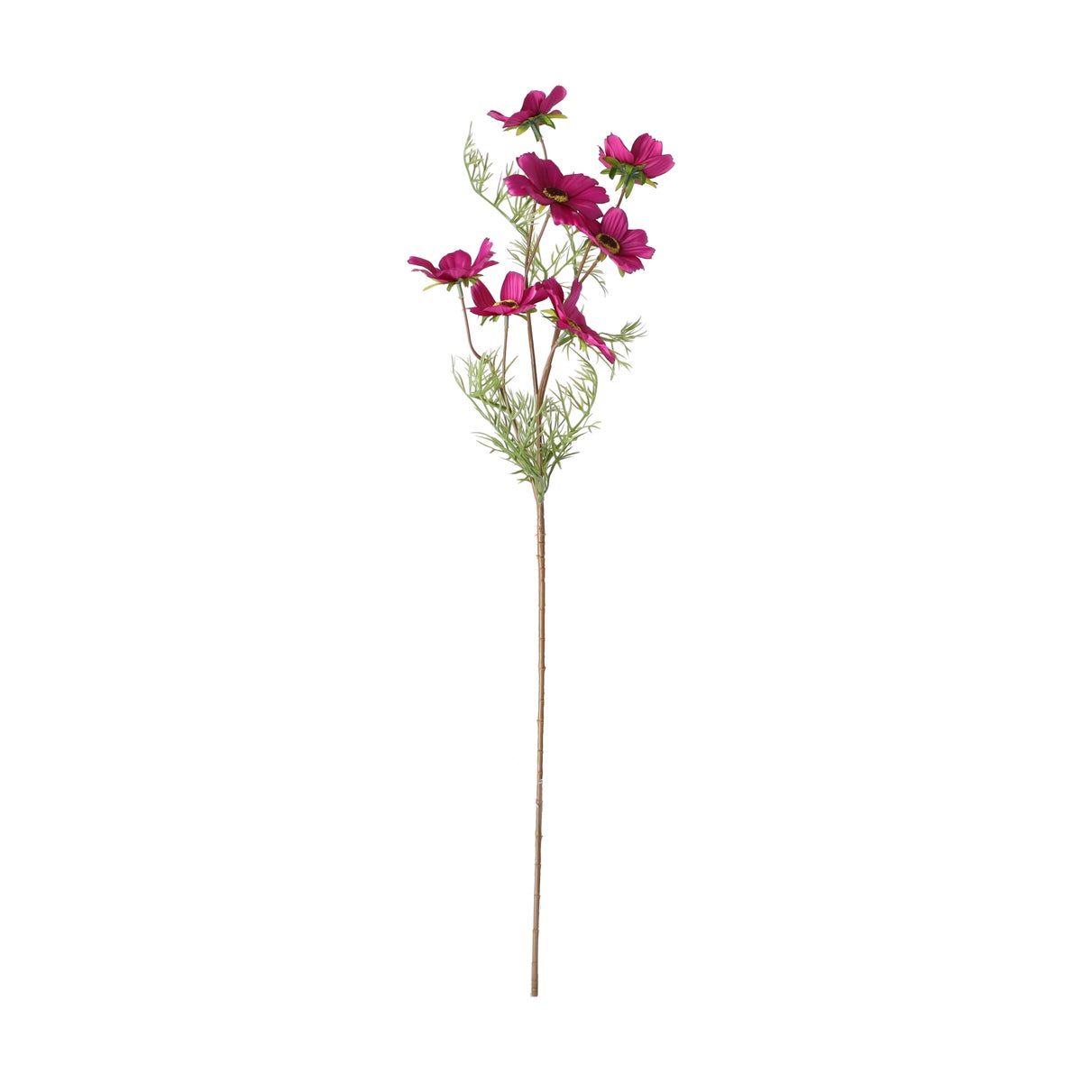 Bloem Cosmos fuchsia 72 cm Bloem Cosmos fuchsia 72 cm