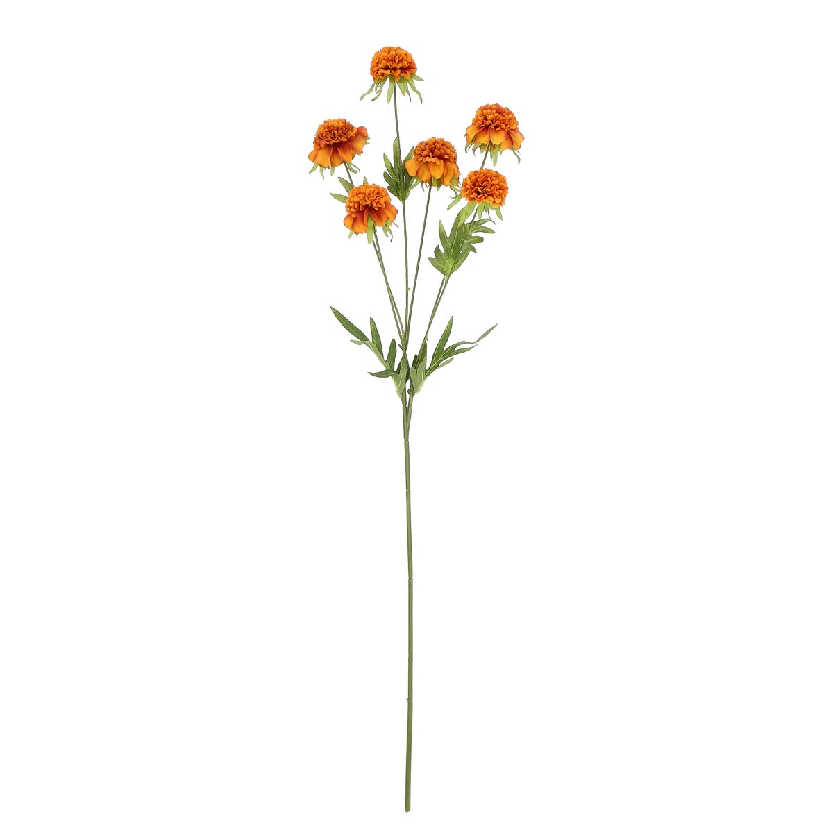 Bloem marigold roest 80 cm Bloem marigold roest 80 cm