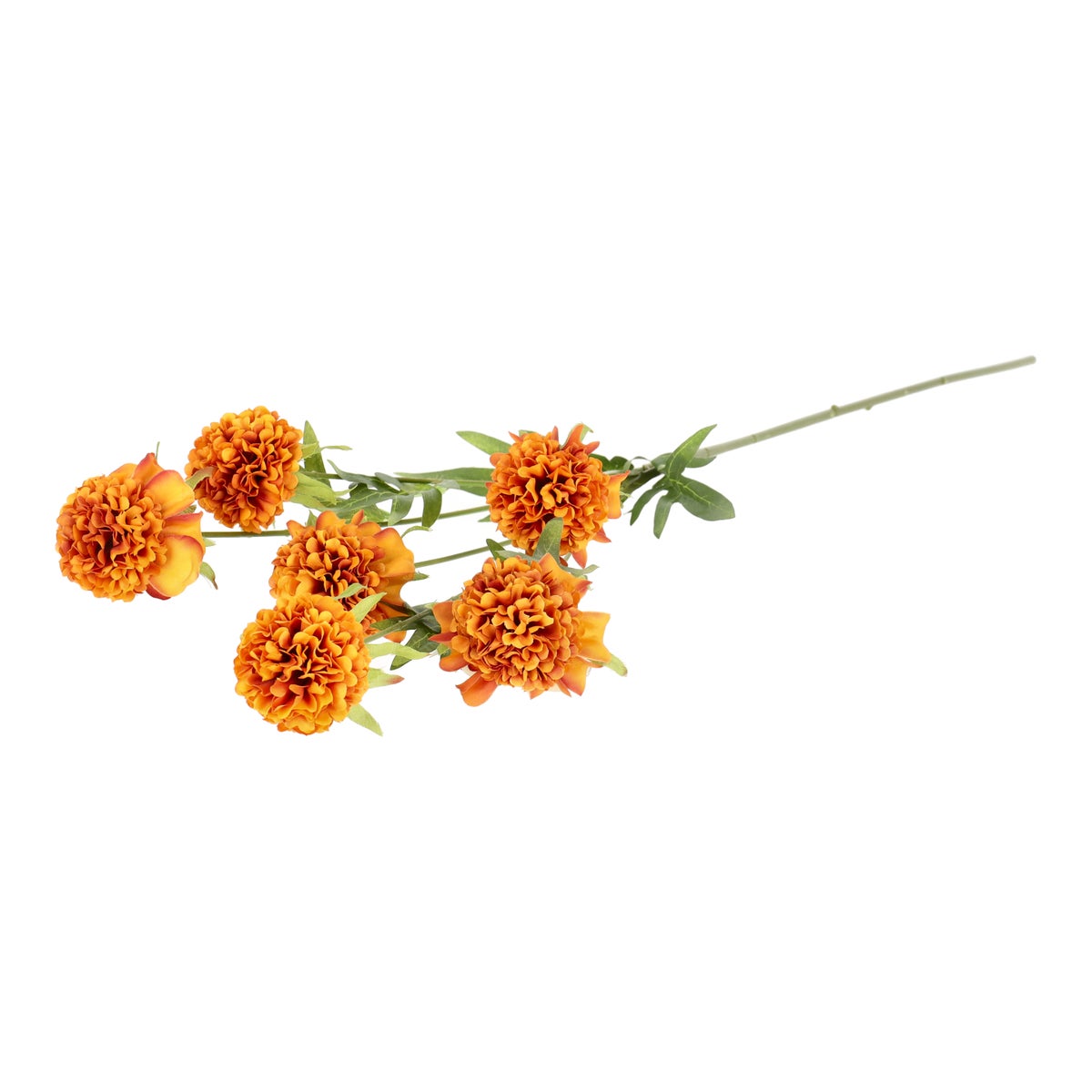 Bloem marigold roest 80 cm Bloem marigold roest 80 cm