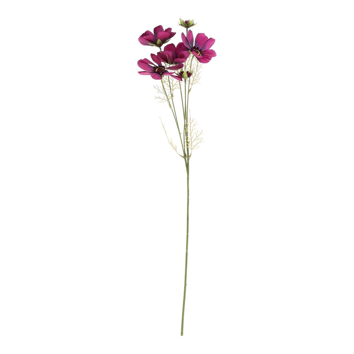 Bloem Coreopsis paars 80 cm Bloem Coreopsis paars 80 cm
