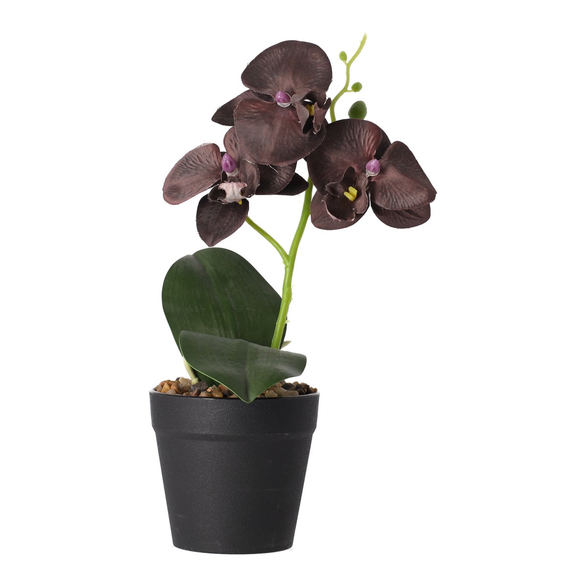 Orchidee in pot zwart perzik rood - assorti Orchidee in pot zwart perzik rood - assorti