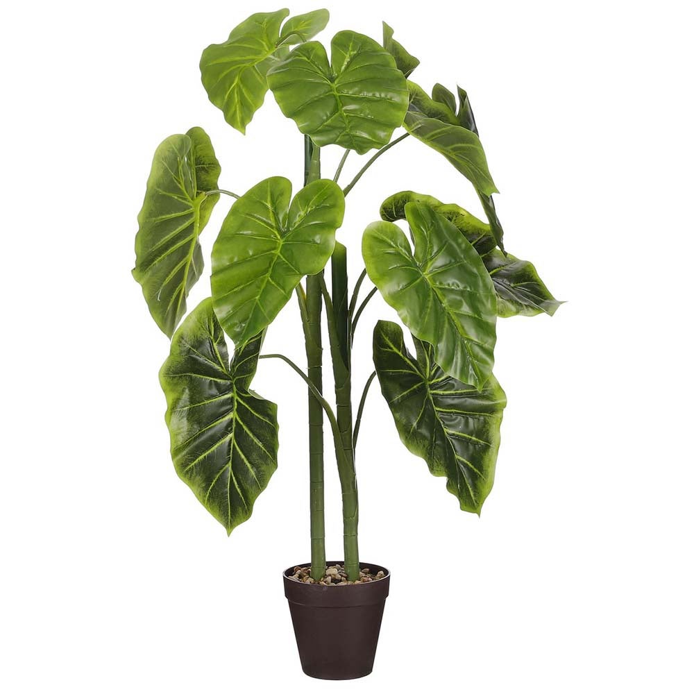 Alocasia in pot 100 cm Alocasia in pot 100 cm