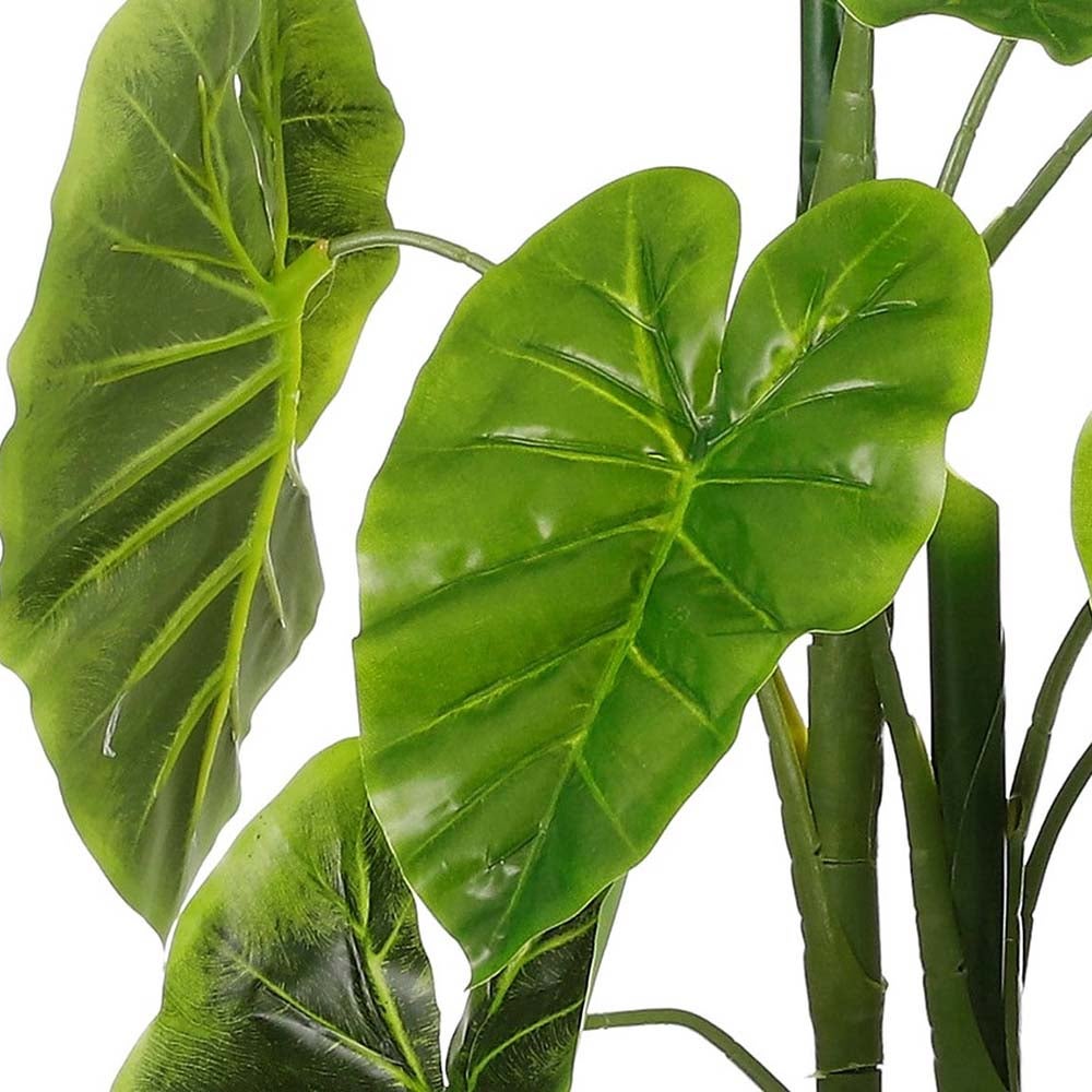 Alocasia in pot 100 cm Alocasia in pot 100 cm