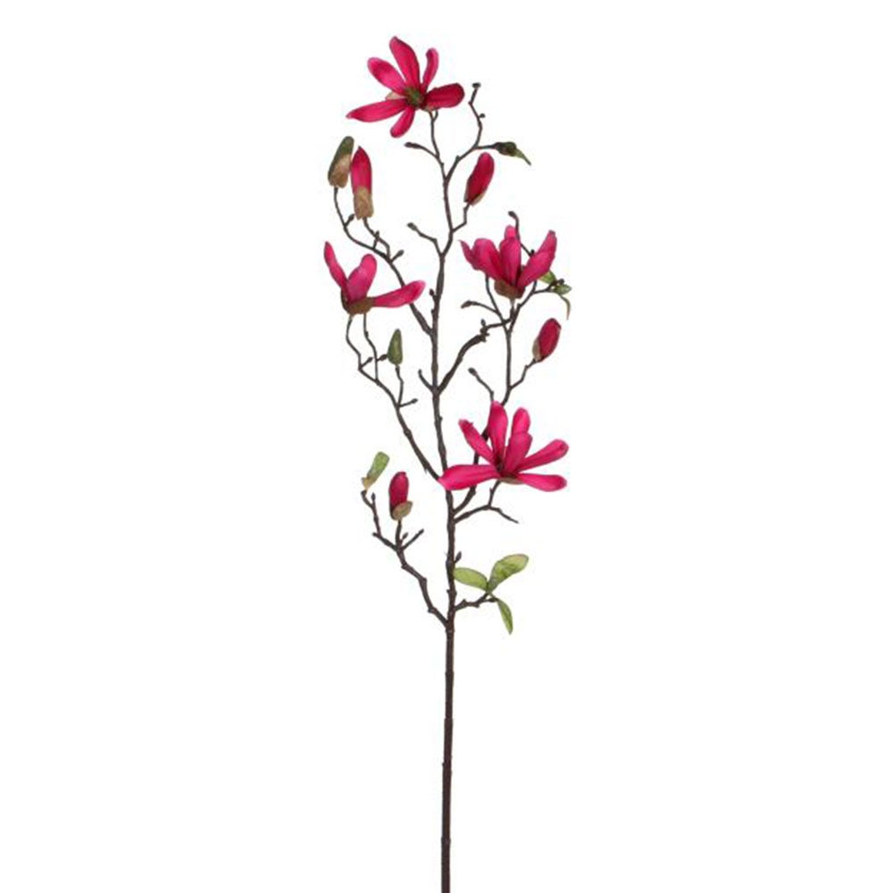 Magnolia donkerroze 75cm Magnolia donkerroze 75cm