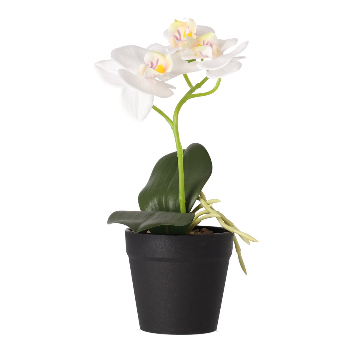 Phalaenopsis in pot wit 25 x 15 cm Phalaenopsis in pot wit 25 x 15 cm