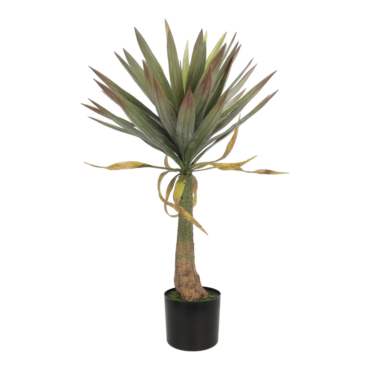 Plant yucca 90 cm Plant yucca 90 cm