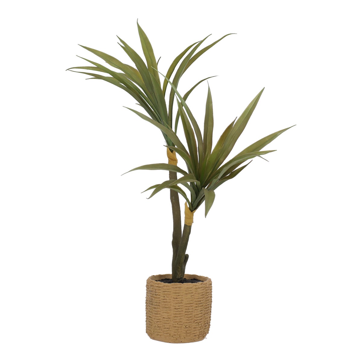 Plant in pot 60 cm Plant in pot 60 cm