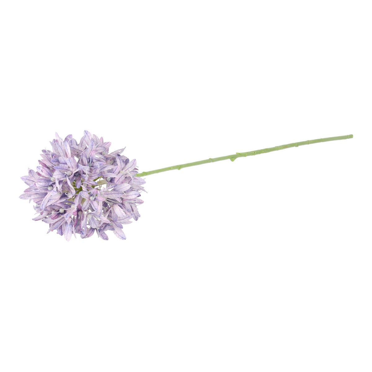 Tak petrea paars 75 cm Tak petrea paars 75 cm