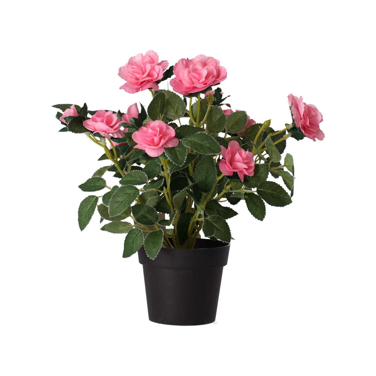 Plant met roos Plant met roos