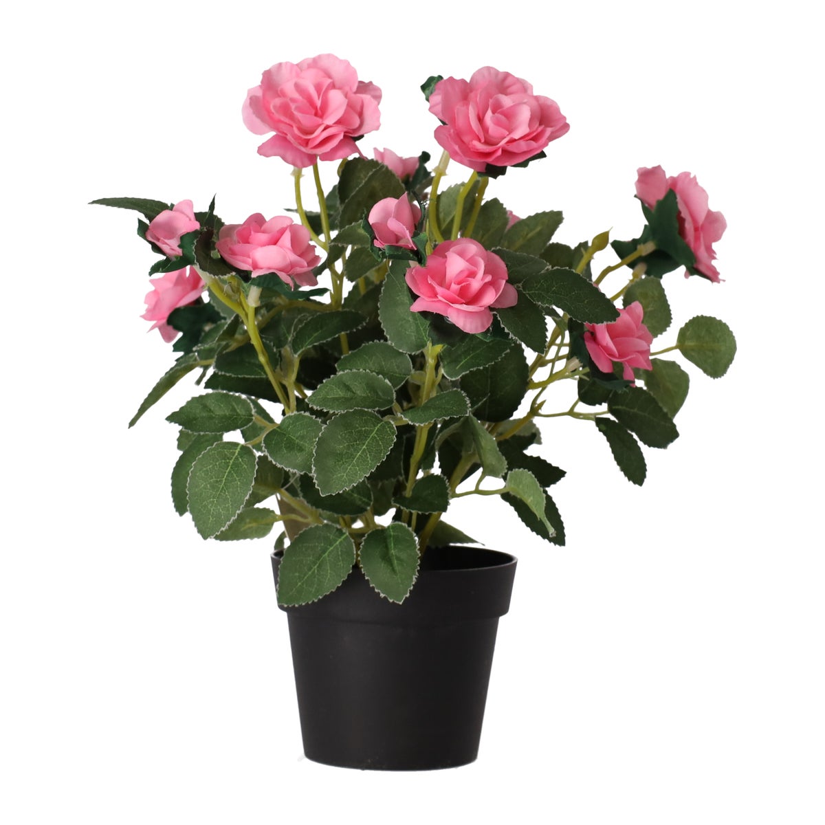 Plant met roos, 3 assorti Plant met roos, 3 assorti