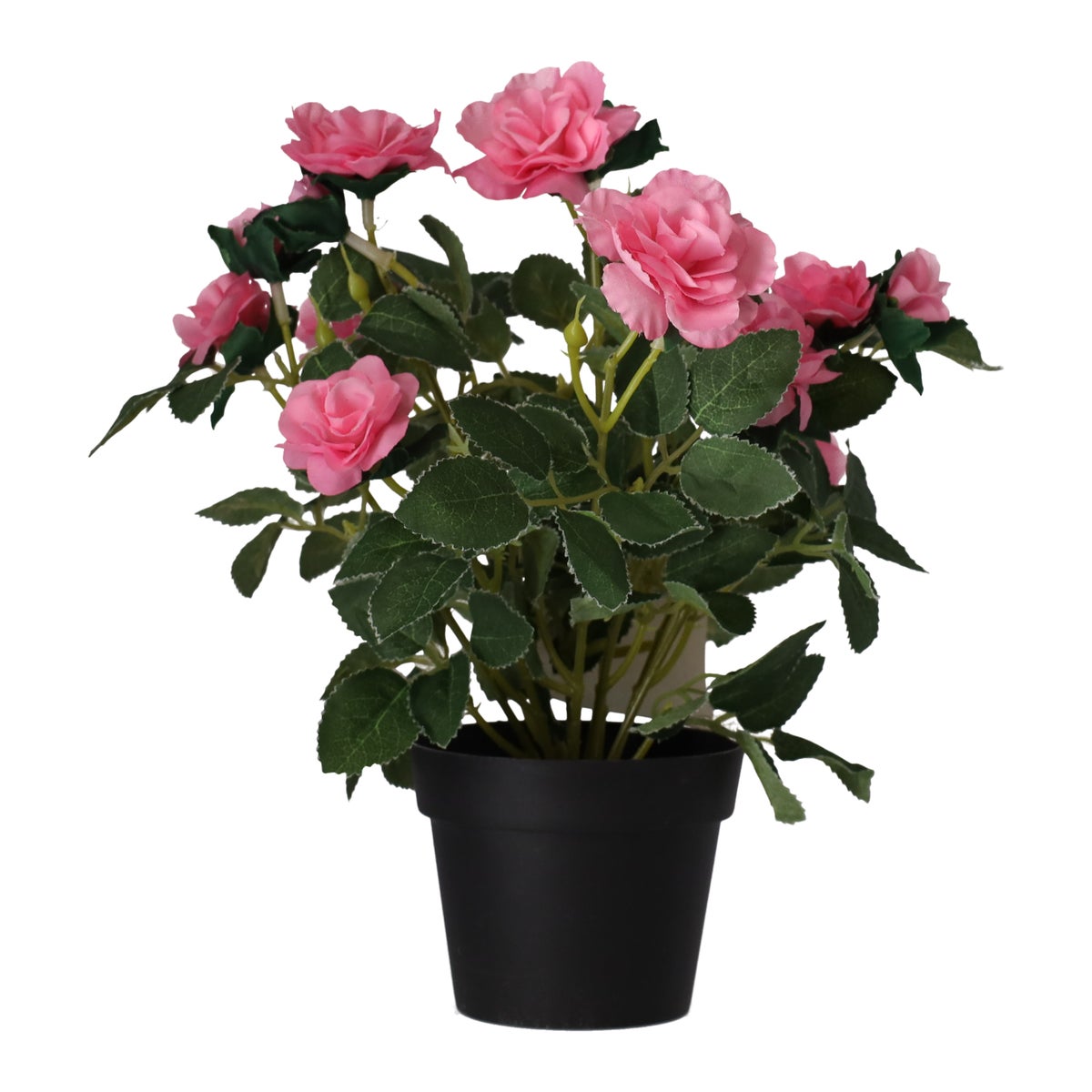 Plant met roos, 3 assorti Plant met roos, 3 assorti