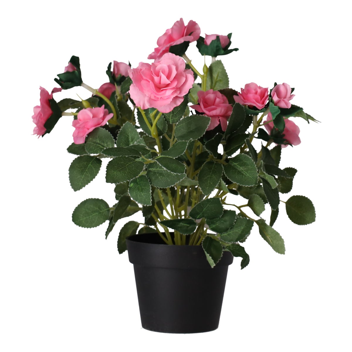Plant met roos, 3 assorti Plant met roos, 3 assorti