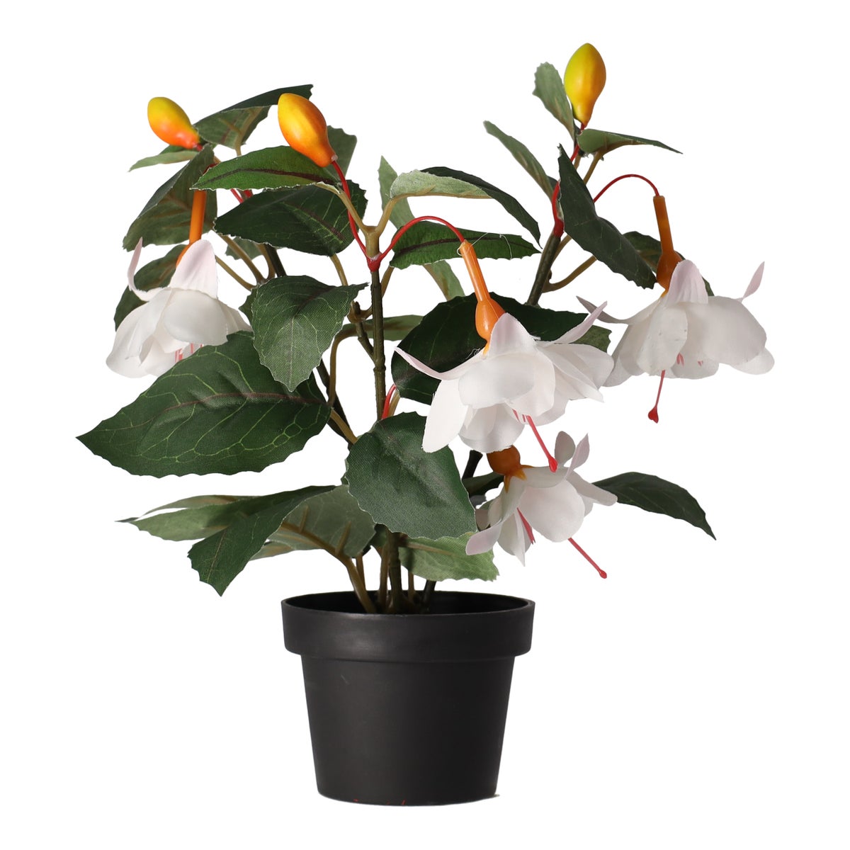 Plant O 4 assorti Plant O 4 assorti