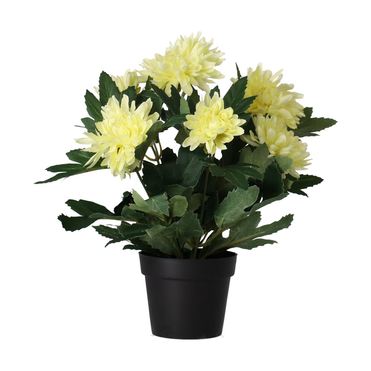 Plant P 4 assorti Plant P 4 assorti