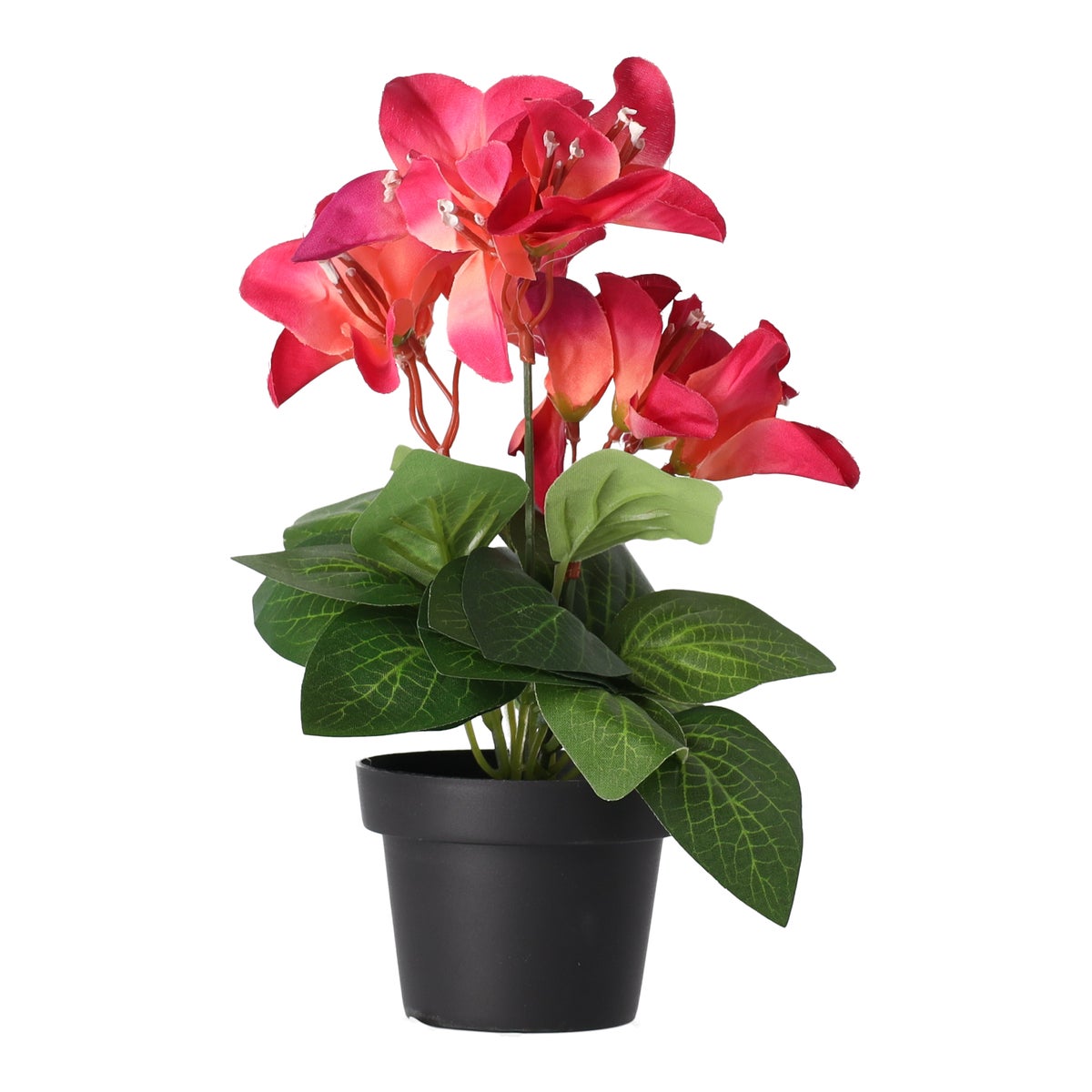 Plant Q 12 assorti Plant Q 12 assorti