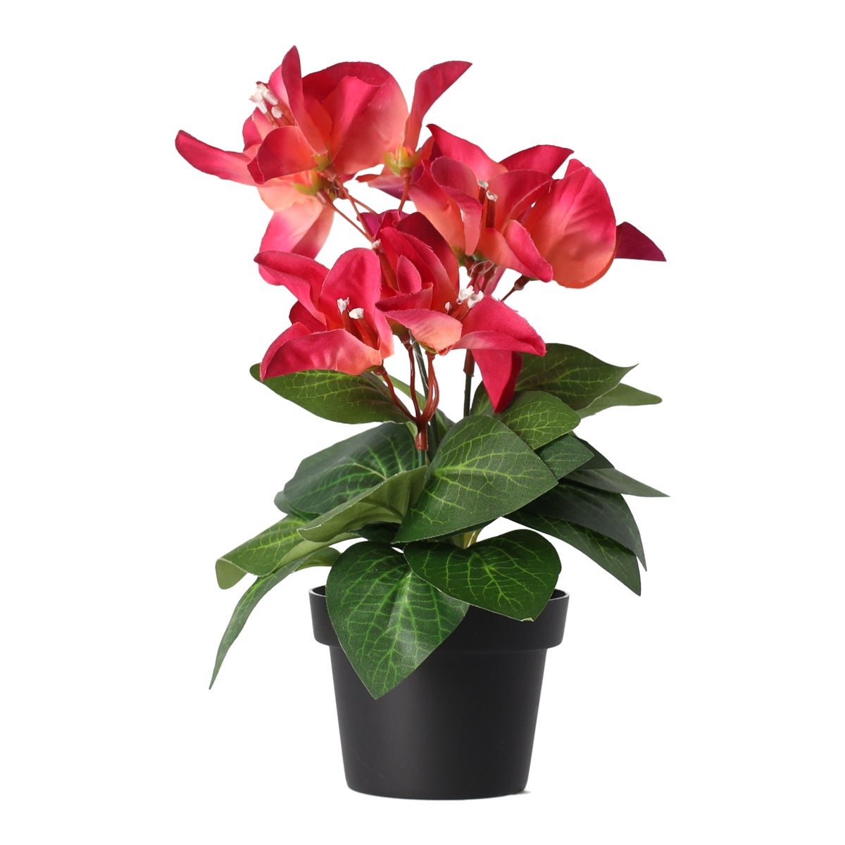 Plant Q 12 assorti Plant Q 12 assorti