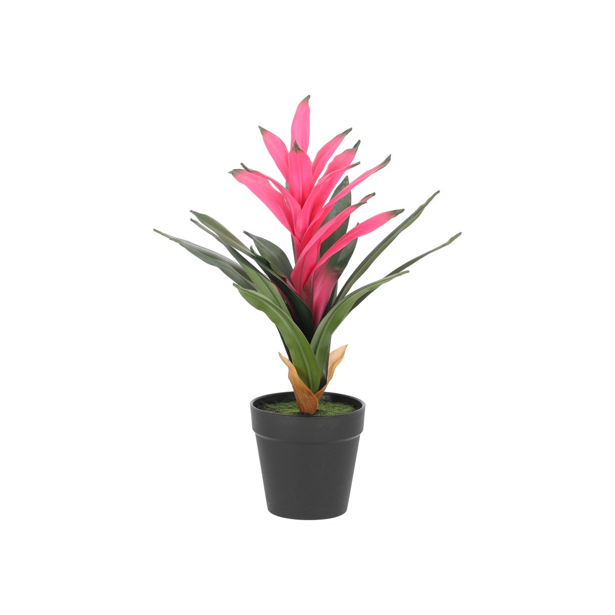 Plant bromelia 32 cm Plant bromelia 32 cm