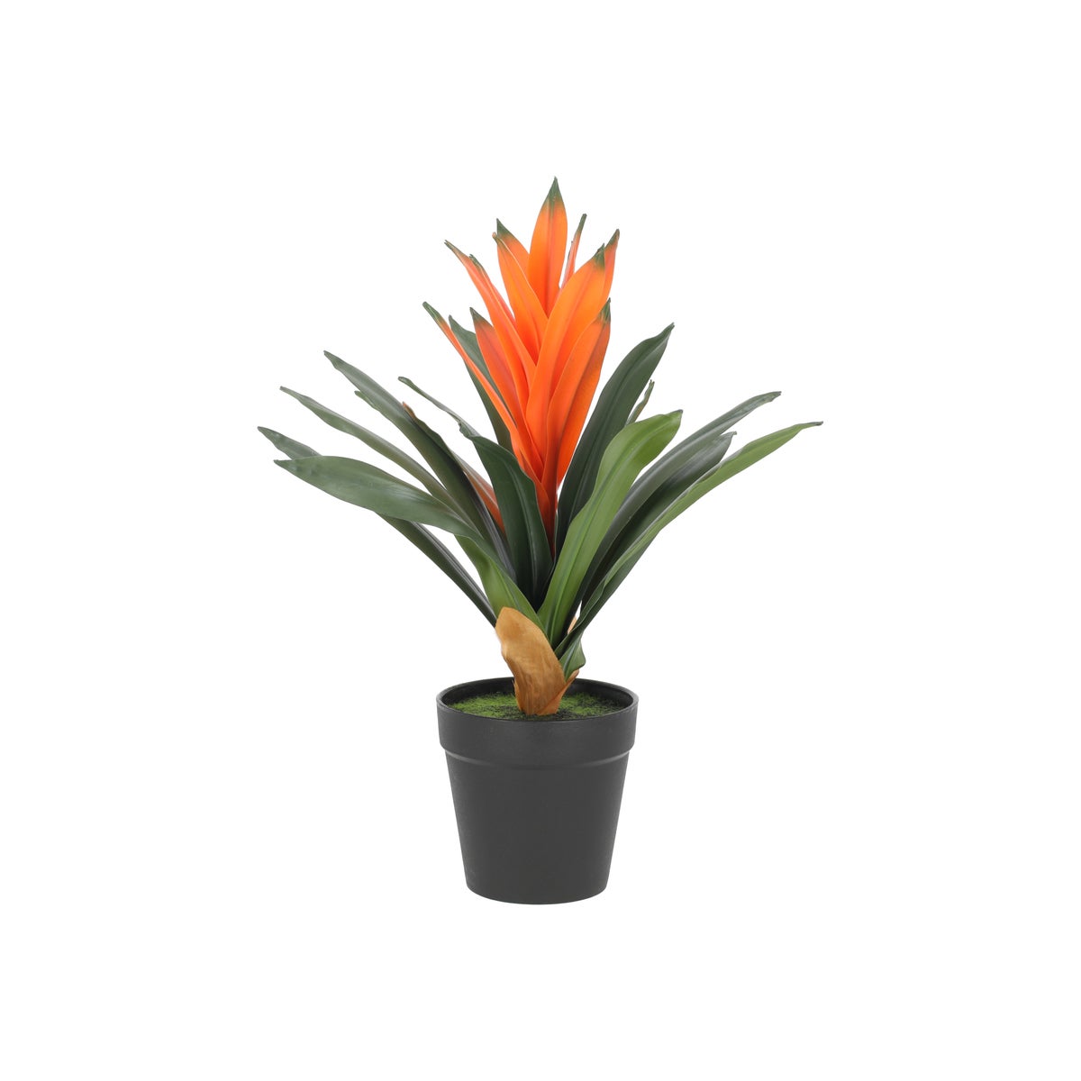 Plant bromelia 32 cm Plant bromelia 32 cm