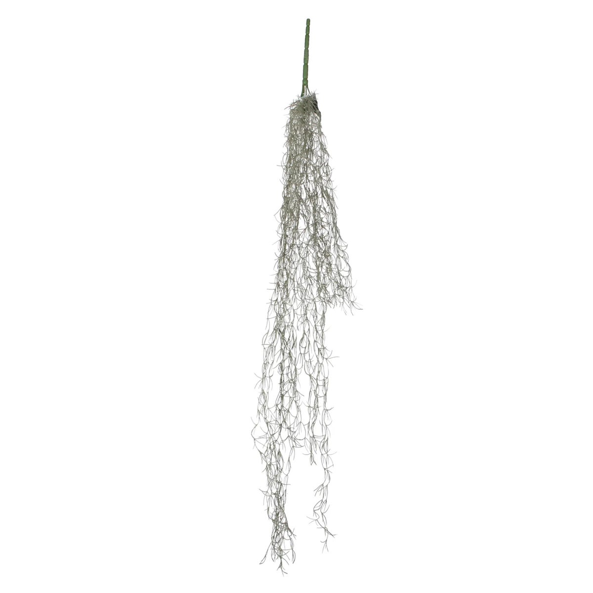 Tillandsia hangend groen 115 cm Tillandsia hangend groen 115 cm