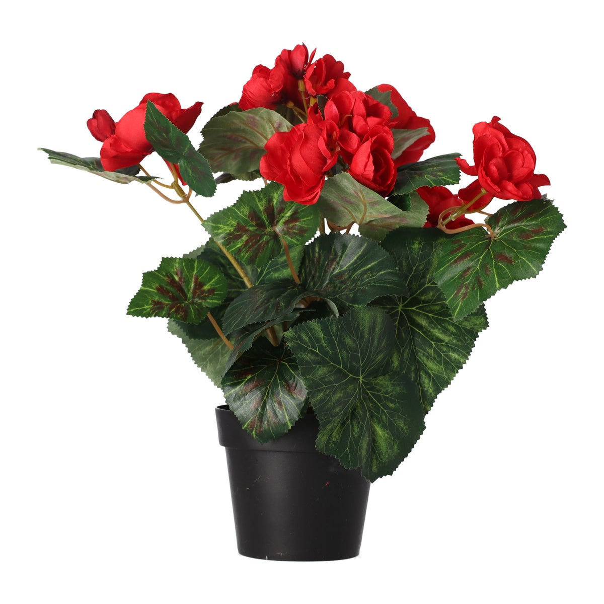 Plant R 4 assorti Plant R 4 assorti