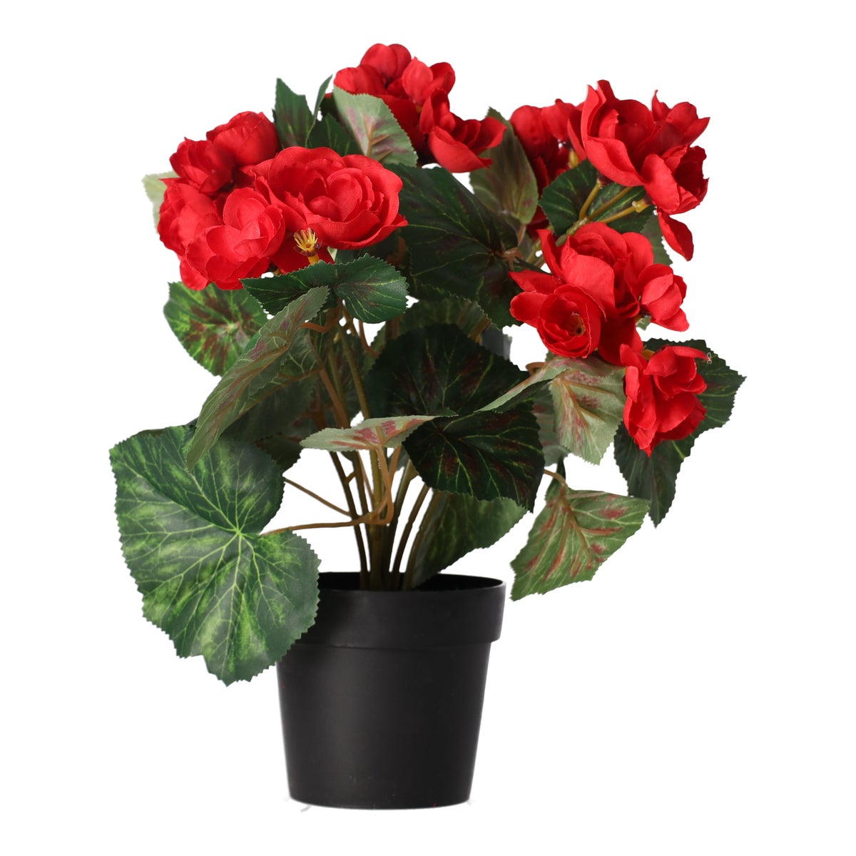 Plant R 4 assorti Plant R 4 assorti