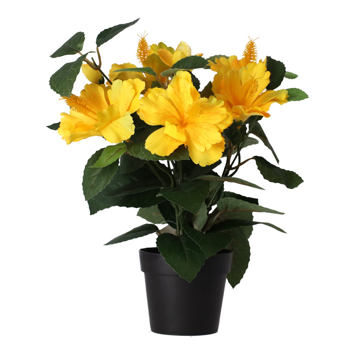 Plant T 4 assorti Plant T 4 assorti