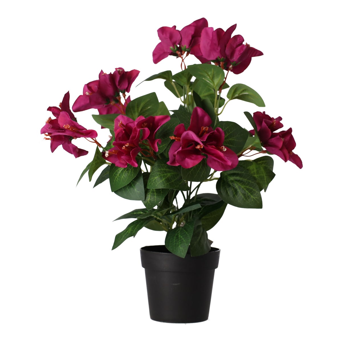 Plant V 4 assorti Plant V 4 assorti