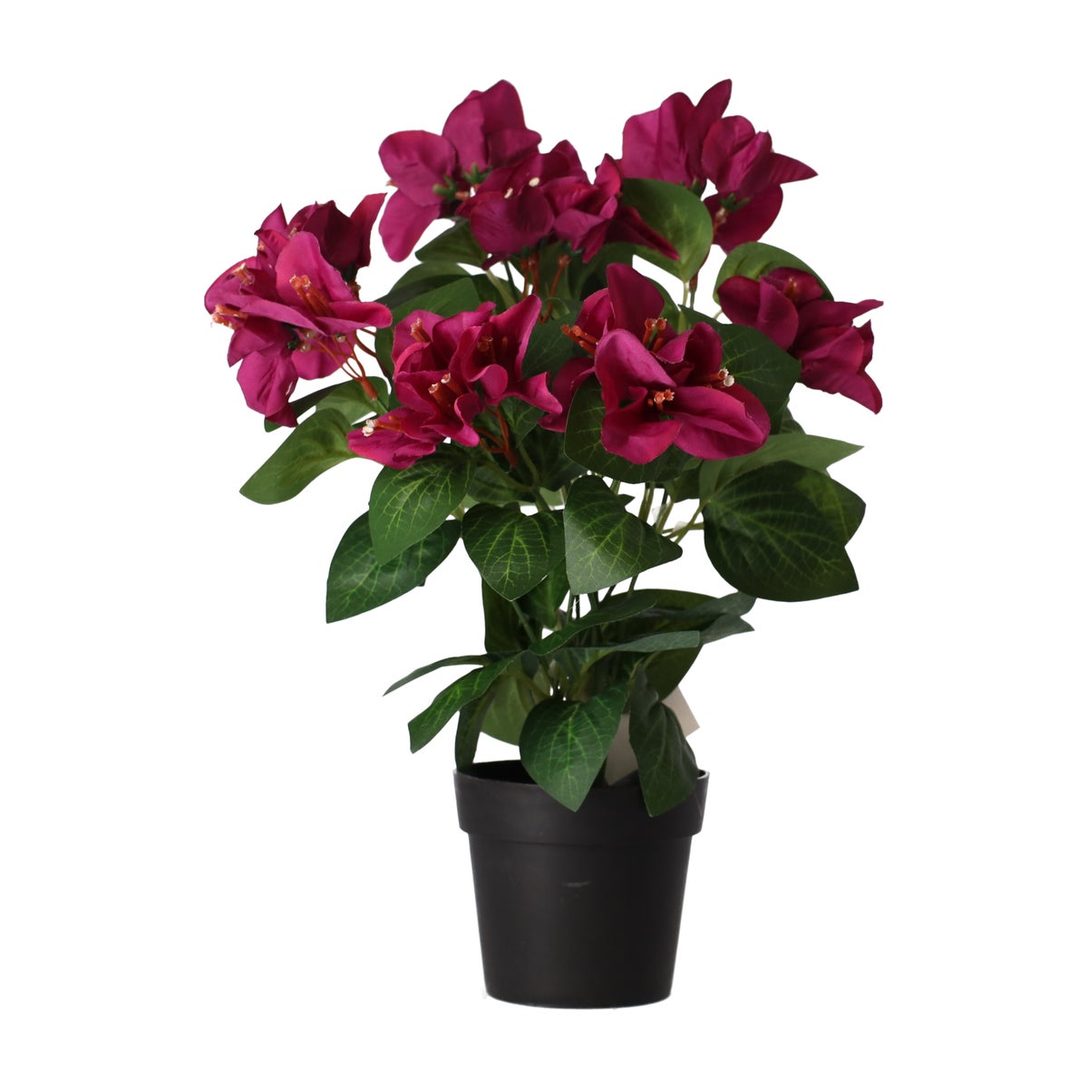 Plant V 4 assorti Plant V 4 assorti